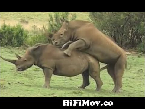 View Full Screen: call of the wild sex in the animal kingdom 2003 documentary.jpg