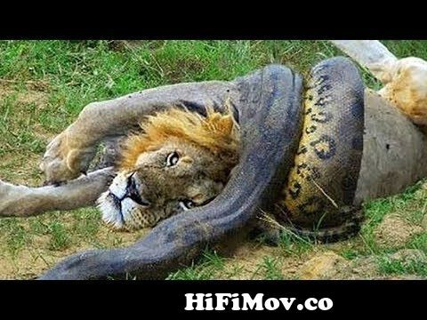 Wild Discovery Animals - Craziest Animal Fights Caught On Camera! Animals  Documentary 2018 from deccobare tv Watch Video 