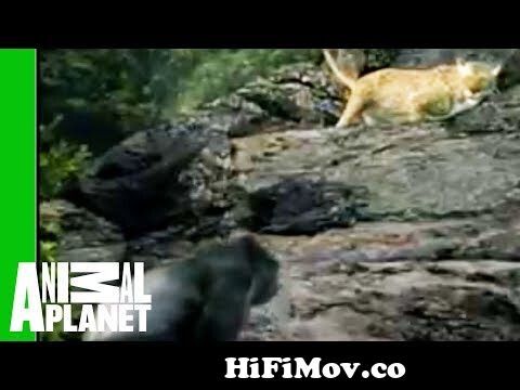 Gorilla vs. Leopard | Animal Face-Off from face off anaconda vs lepard  downloadla rohim rupban video song com Watch Video 