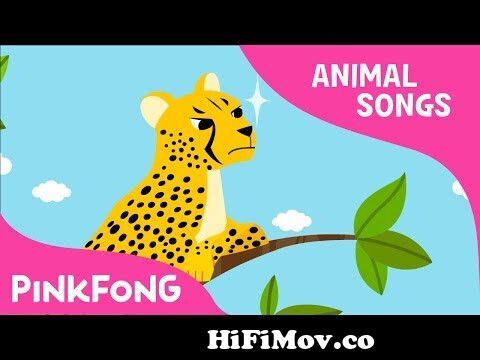 Cheetah Bang Bang | Cheetah | Animal Songs | Pinkfong Songs for Children  from cheetha Watch Video 