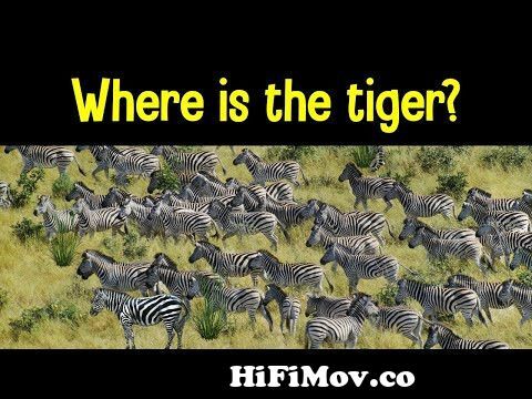 View Full Screen: find the animal game 124 can you find the hidden animals.jpg