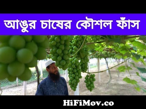 আঙ্গুর চাষ পদ্ধতি,grape cultivation,Angur chas,grape chas,আঙ্গুর গাছ  কাটিং,Tobe Angur chas,Tobe chas from angur fol tok Watch Video 