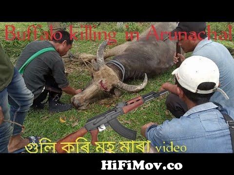 Biffalo killing in Arunachal Pradesh, মহ মাৰা দেখিলোঁ, Tribal people in  Arunachal Pradesh, from মহ Watch Video 
