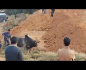 Jaintia Bullfight