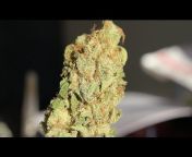 StrainCentral (Cannabis Reviews and Smoke Sessions)