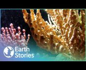 Earth Stories - Climate Disaster Documentaries