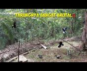Kicau Alam Borneo