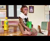 Monkey KuBin