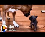 The Dodo