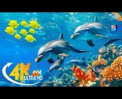Dream BGM - 4K Aquarium
