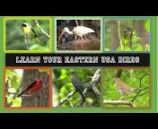 Bird Ecology u0026 Identification Videos by Marty