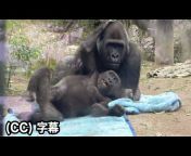 Gorilla Life (GL) / ゴリラ ライフ