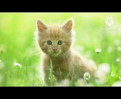 Gogo Cute Cat