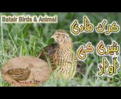 Batair Birds u0026 Animal