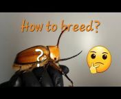 Y-Beetle. Why?