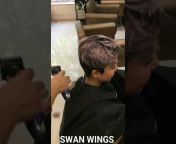 swan wings