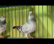 Medul&#39;s Pigeon Vlog
