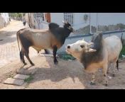 Bull Fighting