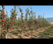 Cultivation Apple and Cherry