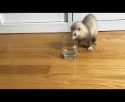 All About Ferrets