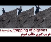 Pigeons Videos