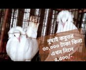 Pigeons Dhaka
