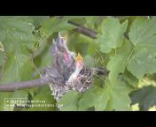 Wild Bird and Nature Videos by McElroy Productions