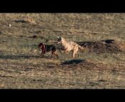 Wyoming Predator Hunts LLC