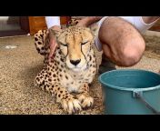I_am_cheetah