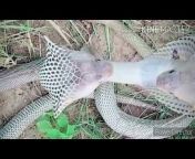 Hariom Giri Snake Saver