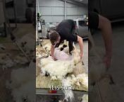 Shearing Season