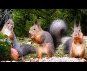 Red Squirrel Studios