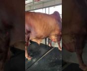 Biggest Bulls of Dhaka Farms - BBDF