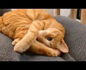 Ginger - The Spoiled Cat