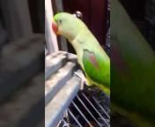 FUN 2 Parrot