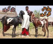 Ashraf Gujjar Goat Farm