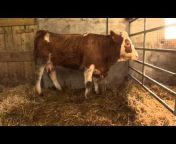 ICBF Irish Cattle Breeding Federation