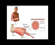 AnatomyGMC- Making Anatomy u0026 Physiology Easy
