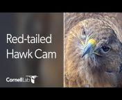 Cornell Lab Bird Cams