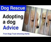 Dog Advice Videos