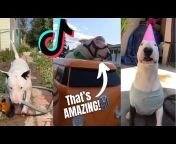 Best of Bull Terriers