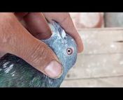 Yt pigeon
