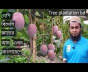 Tree Plantation BD