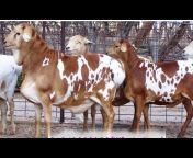 Bhairab Goat Farm