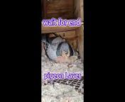 pigeon tips