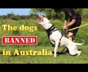 Dog Breed Info Share