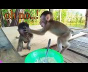 monkey pmd