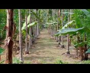 Evergreen Assam