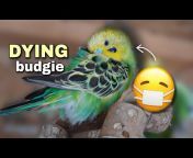 Denny the Budgie