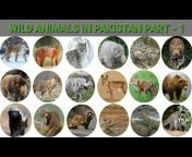 Animals Of World